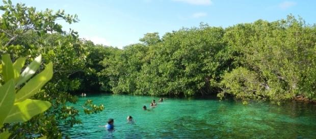 Vista de las aguas cristalinas del cenote desde la entrada Vista de las aguas cristalinas del cenote desde la entrada
