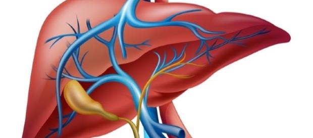 7 razones para desintoxicar el hígado - lavidalucida.com 7 razones para desintoxicar el hígado - lavidalucida.com