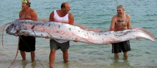 A Giant Mola Mola Fish Captured photo via Blasting News library