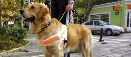 Albergo di Rimini rifiuta accesso a cane guida