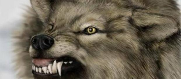 Angry Wolf.......................................... Angry Wolf..........................................