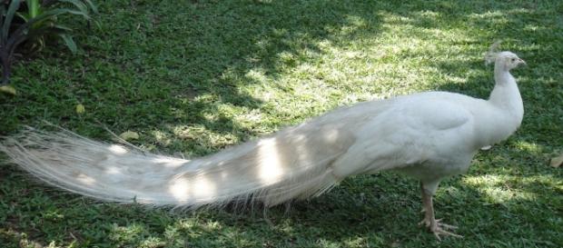 Fotografie gratuită: Peacock, Alb, Animale, Vanitate - Imagine ... - pixabay.com Fotografie gratuită: Peacock, Alb, Animale, Vanitate - Imagine ... - pixabay.com