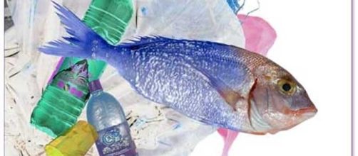 Plastica nel pesce e nei molluschi che mangiamo