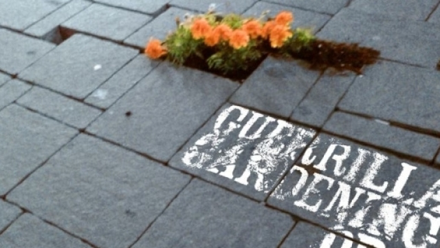 Guerrilla gardening, la battaglia per città più verdi parte da ... - quotidianopiemontese.it