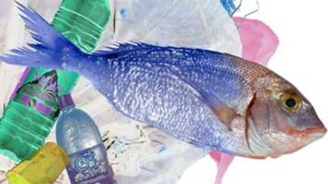 Plastica nel pesce e nei molluschi che mangiamo