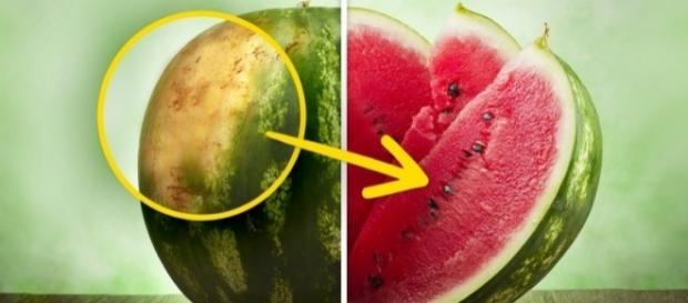 Agricultor explica, passo a passo, como escolher uma fruta suculenta e doce. Agricultor explica, passo a passo, como escolher uma fruta suculenta e doce.