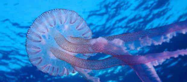 Pelagia Noctiluca, la medusa giunge nei nostri piatti. Pelagia Noctiluca, la medusa giunge nei nostri piatti.