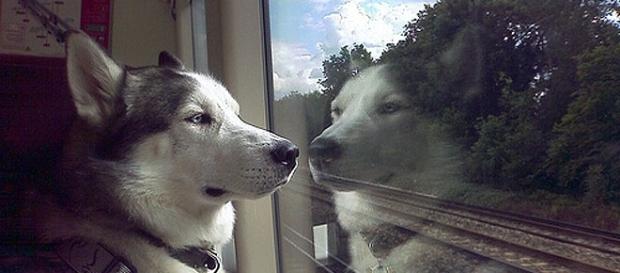Come possono viaggiare i cani in treno Come possono viaggiare i cani in treno