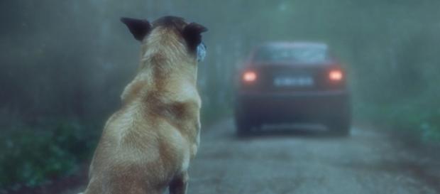 La dernière campagne de sensibilisation "30 millions d'amis" contre l'abandon des animaux La dernière campagne de sensibilisation "30 millions d'amis" contre l'abandon des animaux