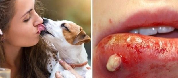 você nunca deve “beijar” um cão ou gato! você nunca deve “beijar” um cão ou gato!