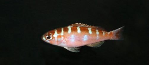 Serranus Torturagum, il pesce che cambia sesso 20 volte al giorno
