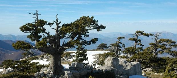 tour parco nazionale del pollino - hotelimperialenovasiri.it tour parco nazionale del pollino - hotelimperialenovasiri.it