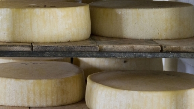Forme di Asiago in stagionatura