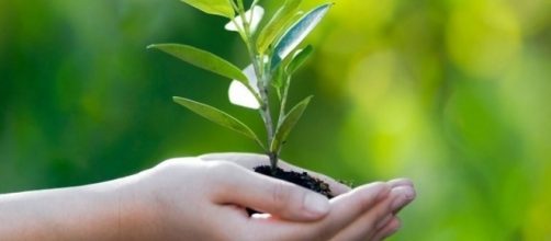 Otto modi per educare i bambini verso il rispetto per l'ambiente