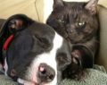 Facebook study: Cat lovers are single while dog people have more friends