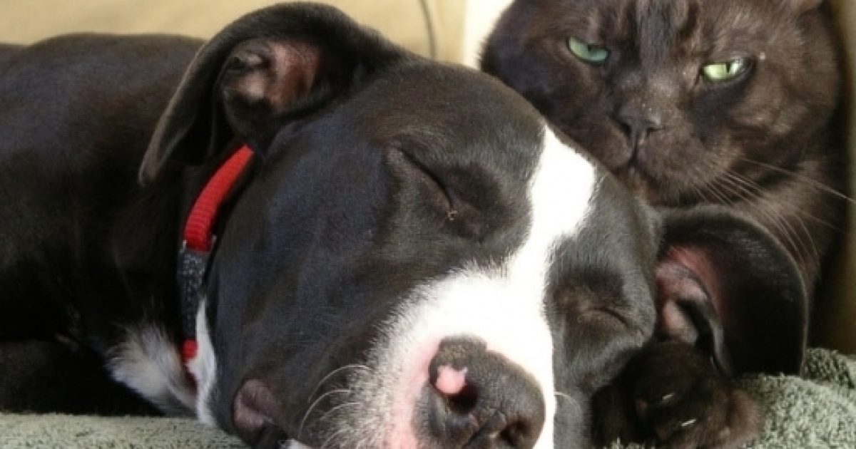 Facebook study Cat lovers are single while dog people have more friends