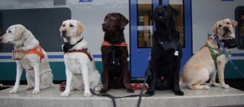 Trenitalia: viaggiare con cani di taglia media e grande a soli 5 euro per tutta l'estate 2016