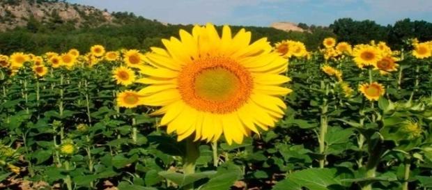 Que o girassol acompanhava o sol, todos sabíamos, mas por que isso acontece? Que o girassol acompanhava o sol, todos sabíamos, mas por que isso acontece?