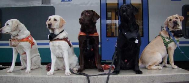 Trenitalia: viaggiare con cani di taglia media e grande a soli 5 euro per tutta l'estate 2016 Trenitalia: viaggiare con cani di taglia media e grande a soli 5 euro per tutta l'estate 2016