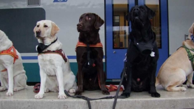 Trenitalia: viaggiare con cani di taglia media e grande a soli 5 euro per tutta l'estate 2016