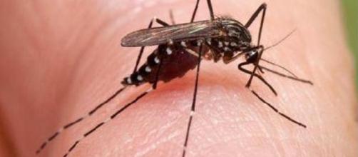 Zanzara coreana localizzata anche in Liguria: se infetta può essere pericolosa per uomini e animali