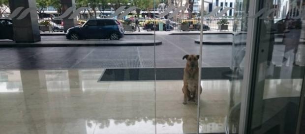 Cachorro se apaixonou por comissária e a esperou por meses na porta de um hotel Cachorro se apaixonou por comissária e a esperou por meses na porta de um hotel