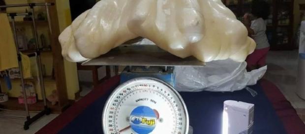Em imagens a pérola encontrada por pescador. Em imagens a pérola encontrada por pescador.