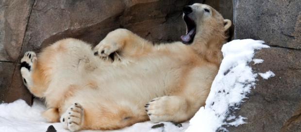 Lazy............................ Lazy............................