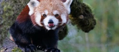 Birth of twin red panda is a rare event [Image: Pixabay.com]