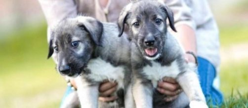 Primo caso di gemelli identici confermato nei cani.