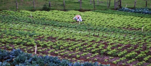 Conoce el modelo de cultivo integral - VeoVerde - veoverde.com Conoce el modelo de cultivo integral - VeoVerde - veoverde.com