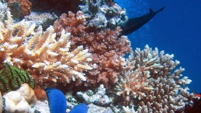 Estinzione di massa di animali marini a causa dell'uomo - La Stampa - lastampa.it