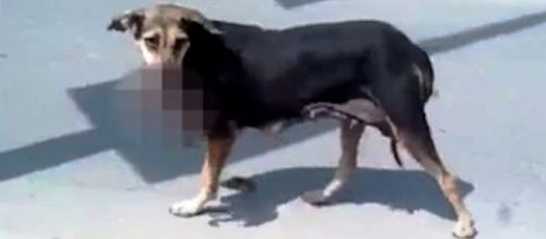 Bambino sbranato da un cane in Pakistan