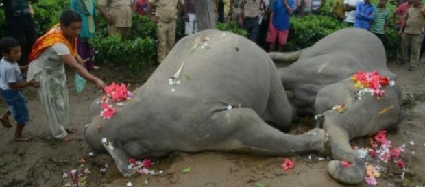 Depeche - Deux éléphants électrocutés dans l'est de l'Inde - France 24 - france24.com Depeche - Deux éléphants électrocutés dans l'est de l'Inde - France 24 - france24.com