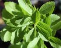 Stevia, el endulzante natural con múltiples beneficio