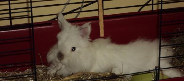 Petite cage pour lapin nain - lespetitslapins.fr Petite cage pour lapin nain - lespetitslapins.fr