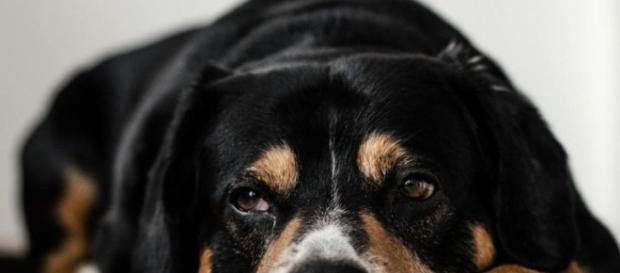 Os animais cometem suicídio? - BBC Brasil - bbc.com Os animais cometem suicídio? - BBC Brasil - bbc.com