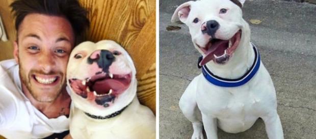 La policía quiere matar a este perro. El ridículo motivo te cabreará - atresmedia.com La policía quiere matar a este perro. El ridículo motivo te cabreará - atresmedia.com