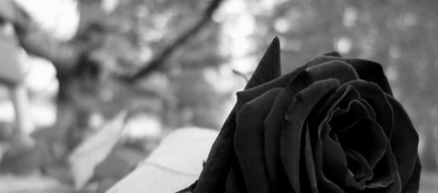 El hombre de la rosa negra – Los hijos de Niche - wordpress.com El hombre de la rosa negra – Los hijos de Niche - wordpress.com