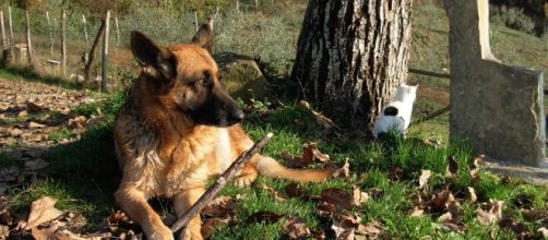 Cani: è vietato lasciare Fido da solo in giardino