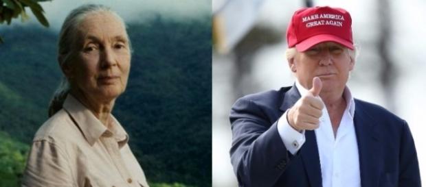 Dr Jane Goodall und Donald Trump (Quelle: ABC News) Dr Jane Goodall und Donald Trump (Quelle: ABC News)