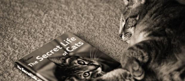 La vie secrète des chats en version adaptée sur TF1 La vie secrète des chats en version adaptée sur TF1