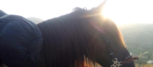 Rendre un peu de liberté au cheval, en utilisant un hackamore Rendre un peu de liberté au cheval, en utilisant un hackamore