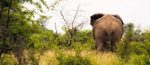Kenya, l'elefante che schiaccia un turista italiano