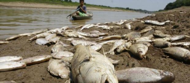 Laboratório da UEA analisará mudanças climáticas na Amazônia ... - acritica.com Laboratório da UEA analisará mudanças climáticas na Amazônia ... - acritica.com