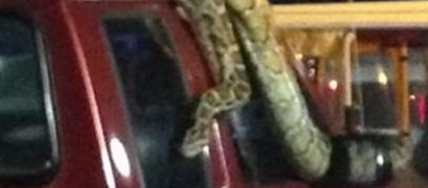 Mulher se depara com uma cobra gigantesca. Mulher se depara com uma cobra gigantesca.
