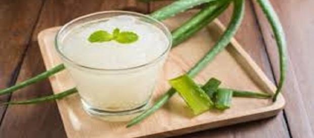 Sábila conocida como Aloe vera Sábila conocida como Aloe vera