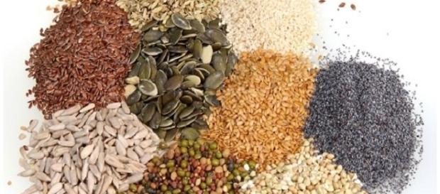 Semi OGM per l'alimentazione umana e animale Semi OGM per l'alimentazione umana e animale