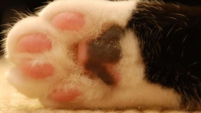 'La malattia del graffio', trasmessa dai gatti, potrebbe avere serie conseguenze.