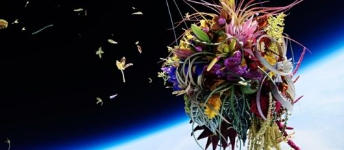 Exobiotanica, fiori nello spazio